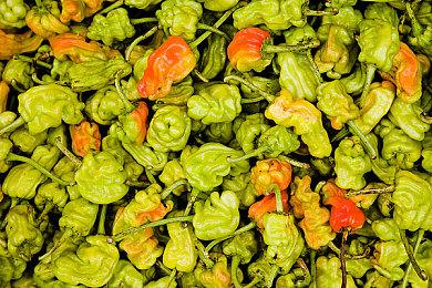 世嘉参加科隆国际游戏展 8月23日正式开幕